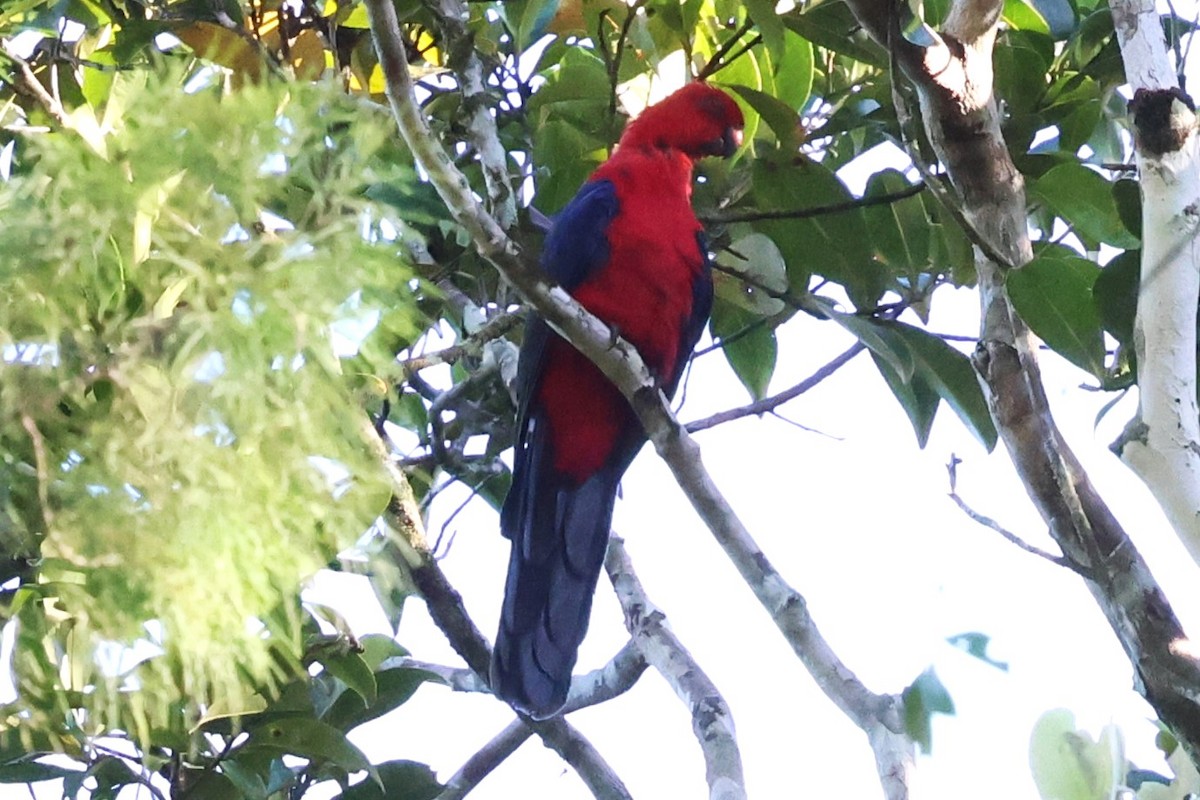 Moluccan King-Parrot - ML622899076