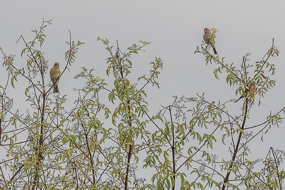 Black-headed Grosbeak - James McNamara