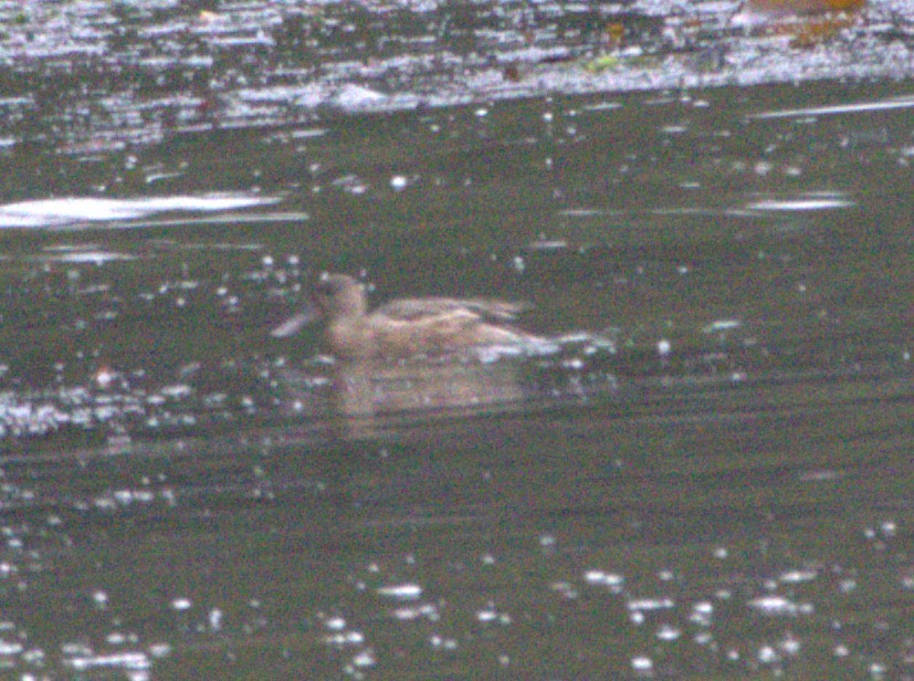 Northern Shoveler - ML622899285