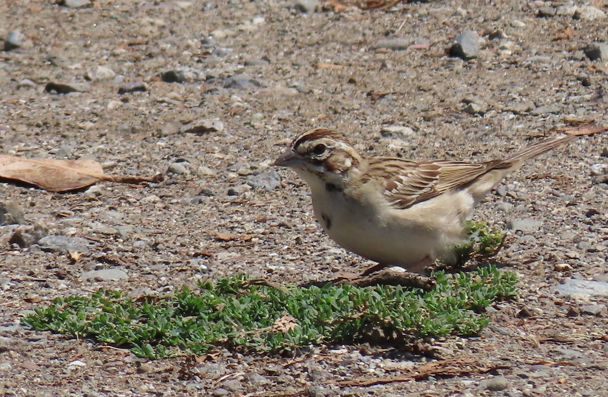 Lark Sparrow - ML622899320