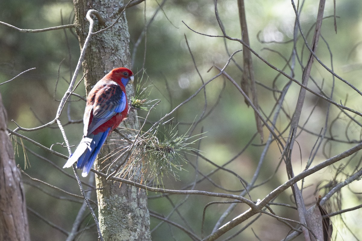 Crimson Rosella - Gianluca Carretta