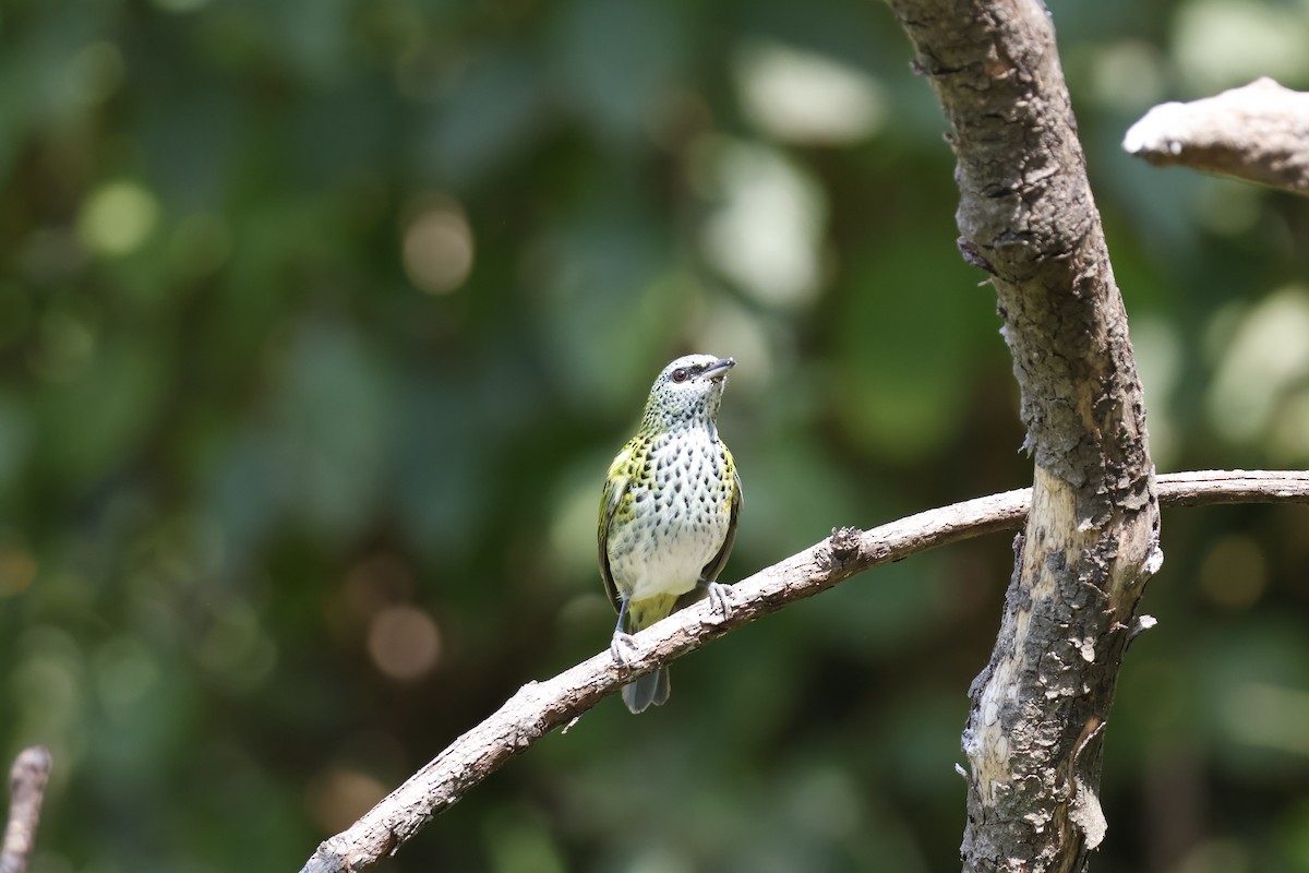 Spotted Tanager - Mathieu Soetens