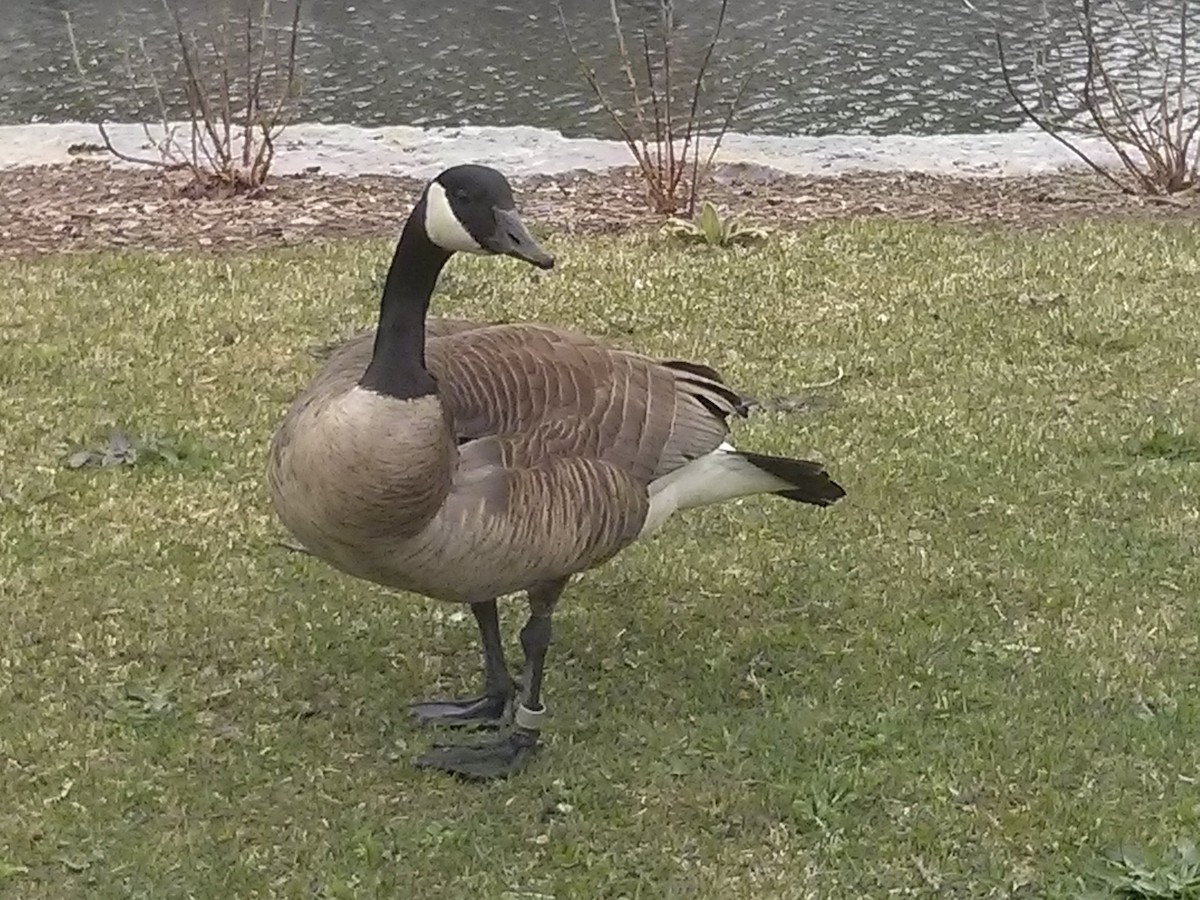 Canada Goose - ML622899591