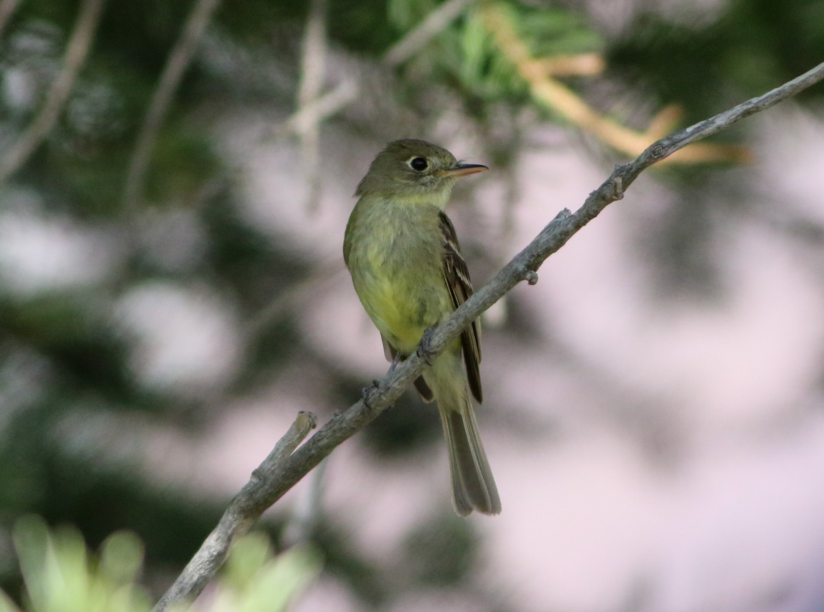 Western Flycatcher - ML622899631