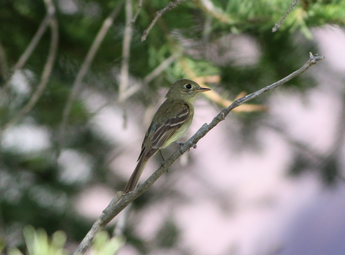 Western Flycatcher - ML622899632