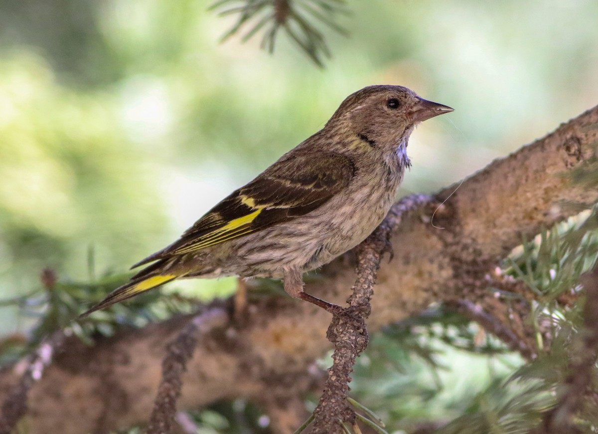 Pine Siskin - ML622899657