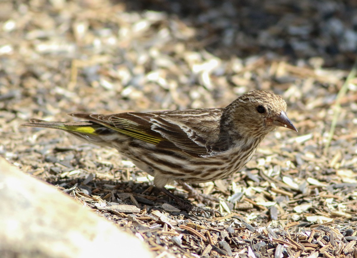 Pine Siskin - ML622899658