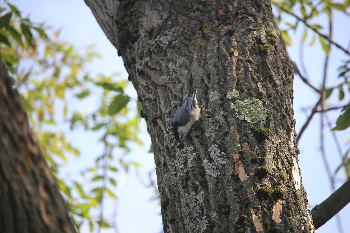 White-breasted Nuthatch - ML622899687