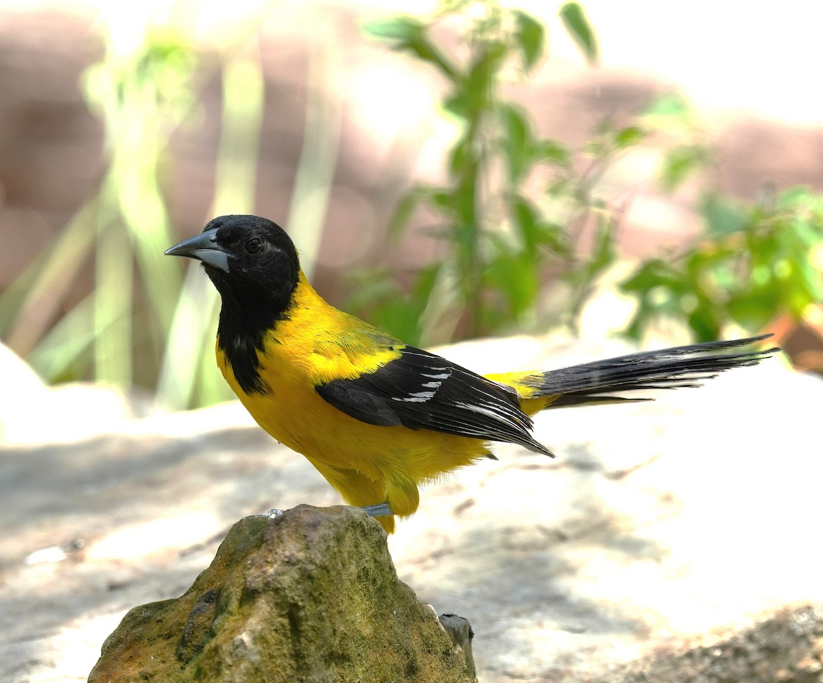 Audubon's Oriole - ML622899696