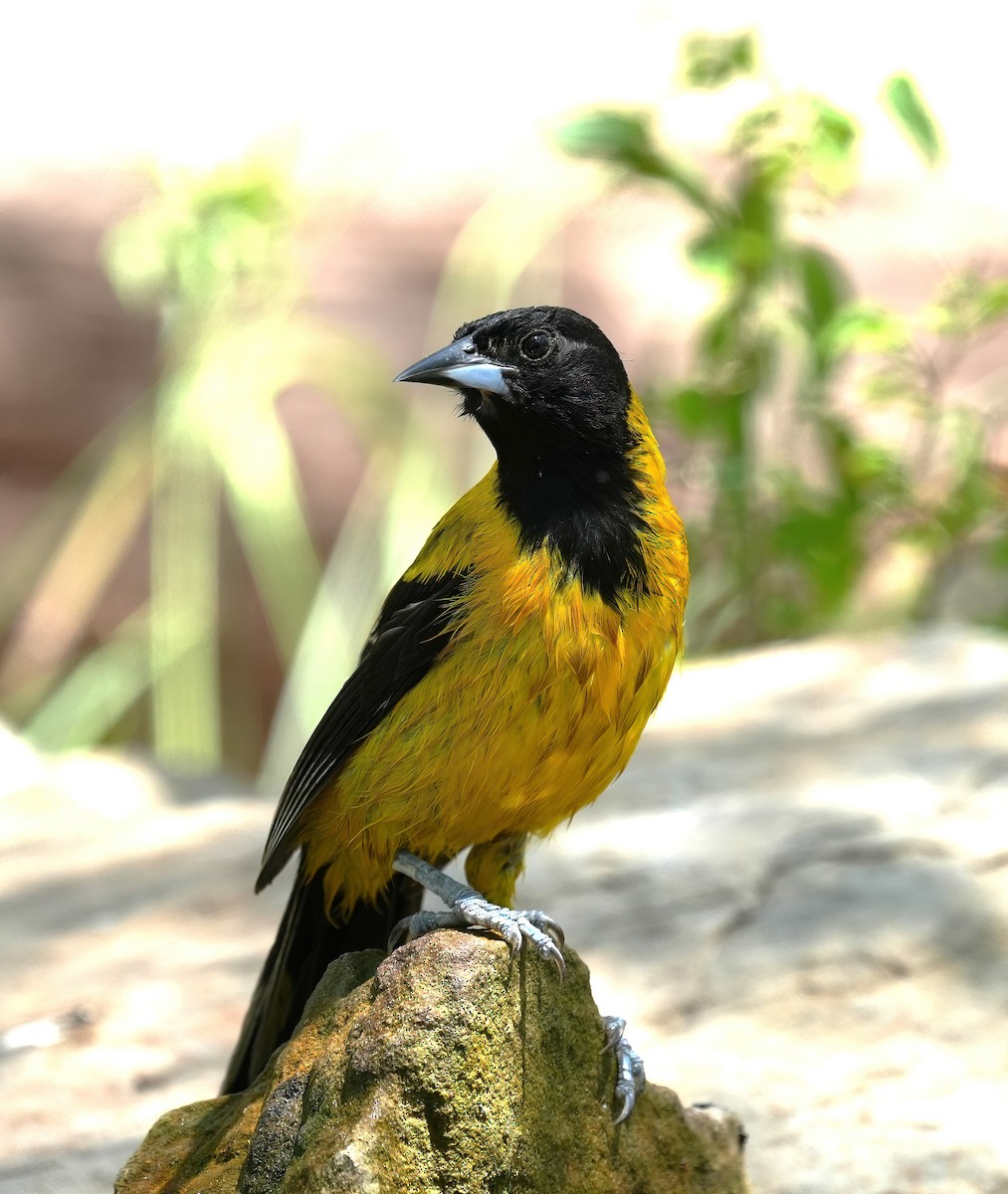 Audubon's Oriole - ML622899708