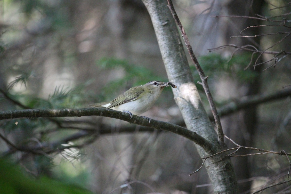 Red-eyed Vireo - Éloi Fournier