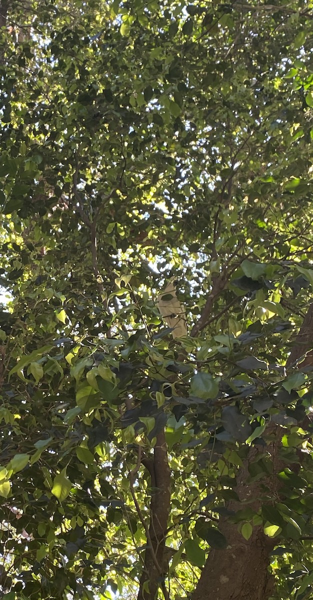 Sulphur-crested Cockatoo - ML622899730