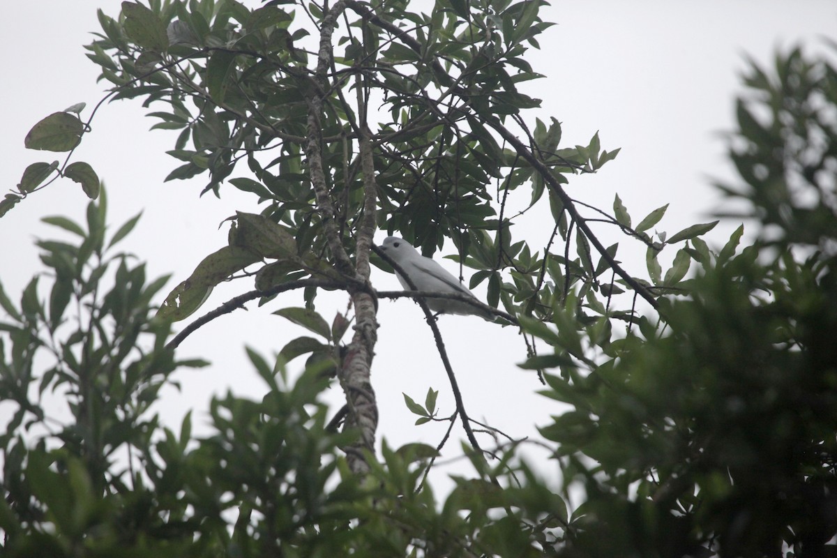 Snowy Cotinga - ML622899792