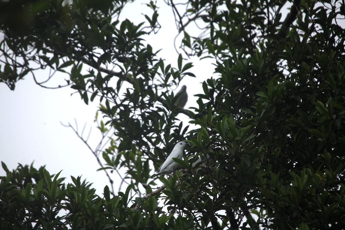 Snowy Cotinga - Calixto Moraga