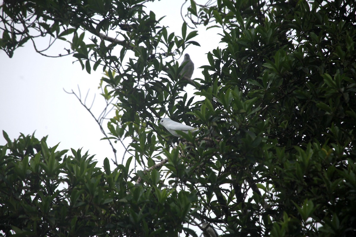 Snowy Cotinga - ML622899826