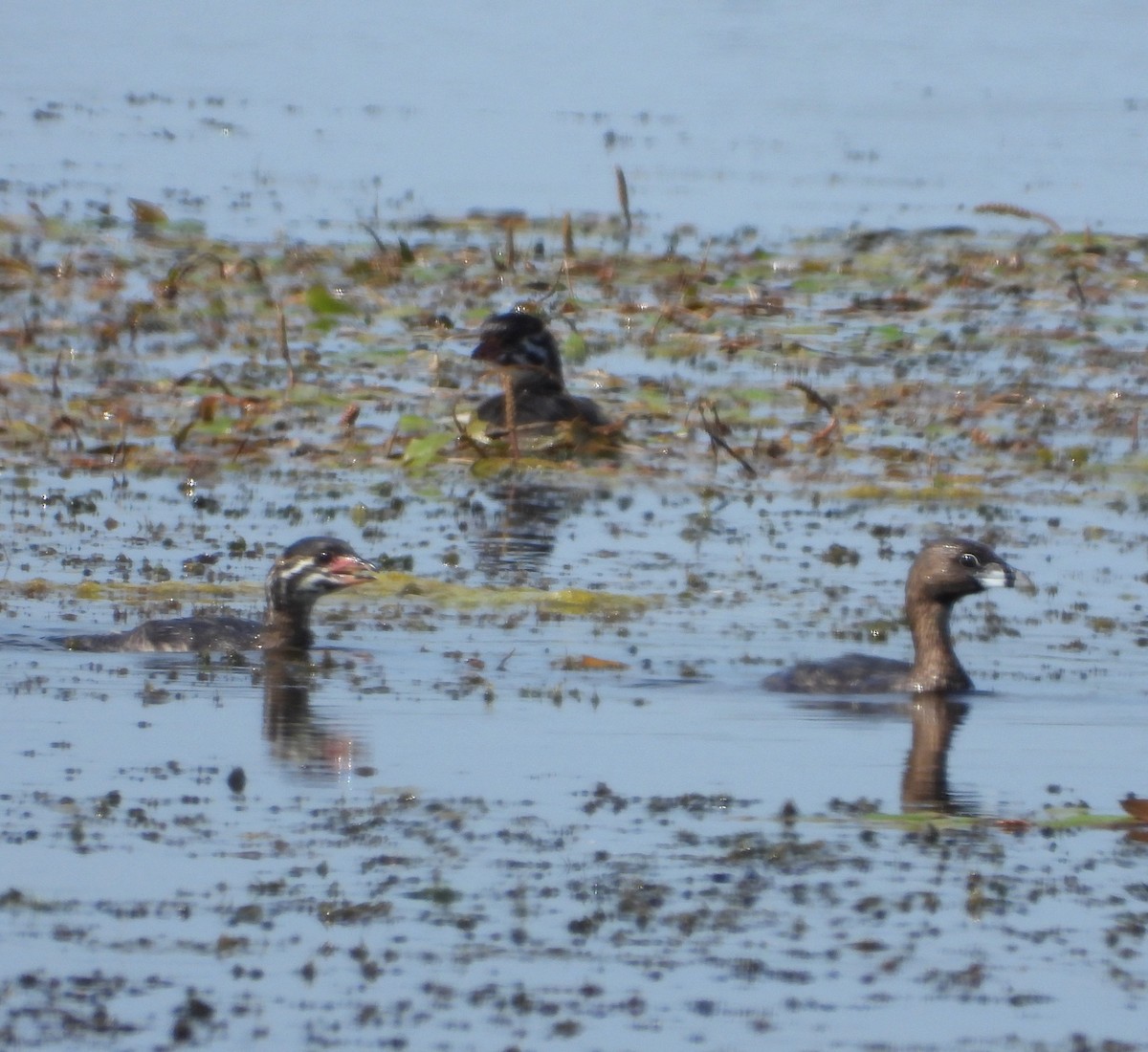 Pied-billed Grebe - Janet Pellegrini