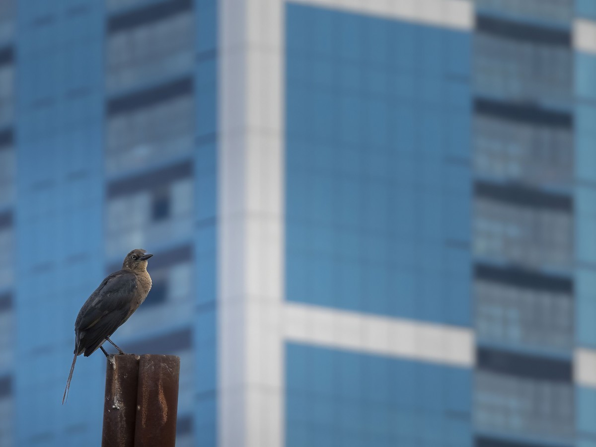 Great-tailed Grackle - ML622899965