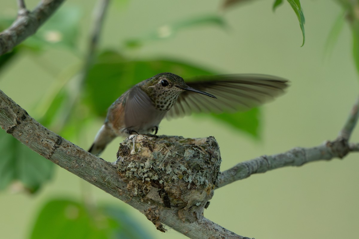 Broad-tailed Hummingbird - ML622899976