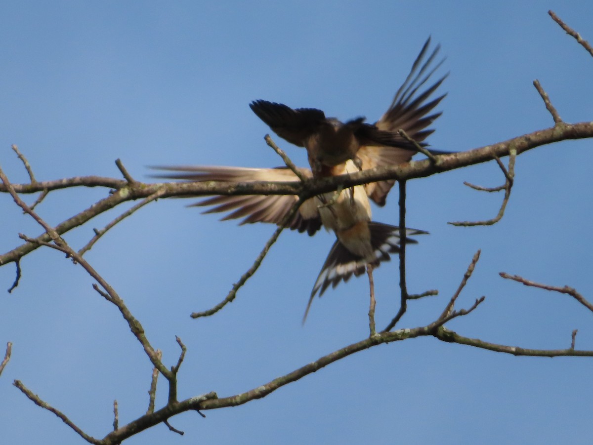 Barn Swallow - Ken Clark