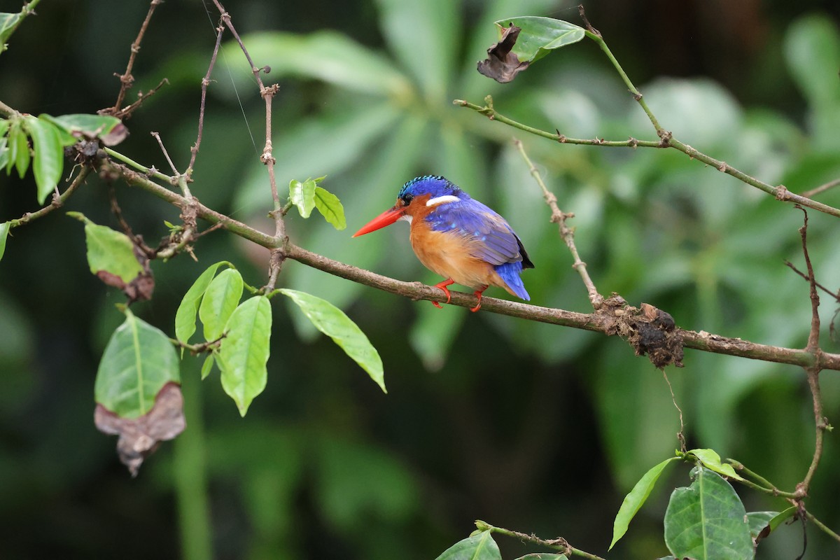 Malachite Kingfisher - Michele Burnat