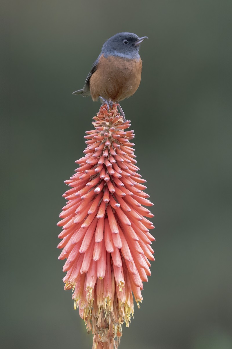 Cinnamon-bellied Flowerpiercer - Lev Frid