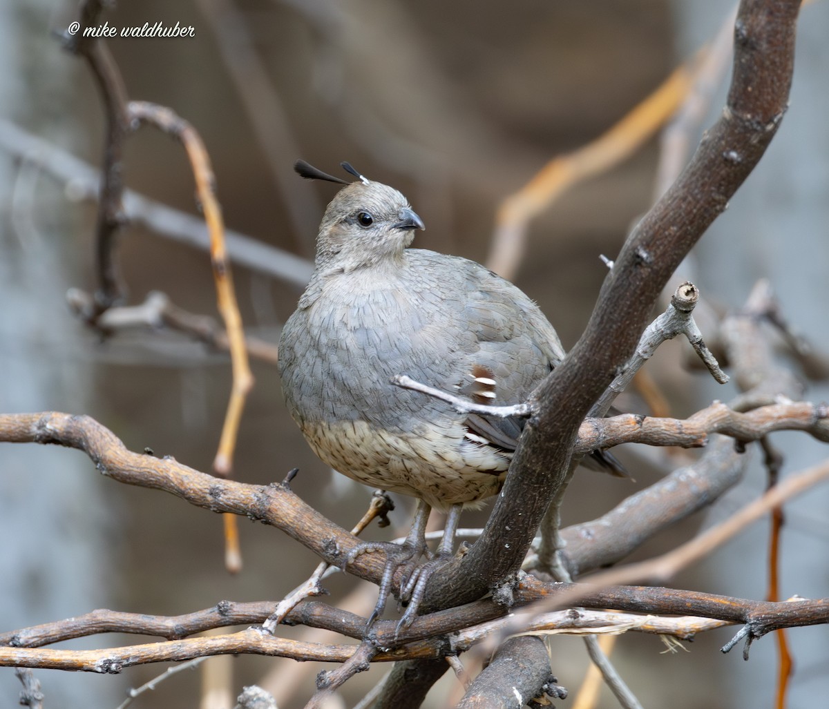 Gambel's Quail - Mike Waldhuber