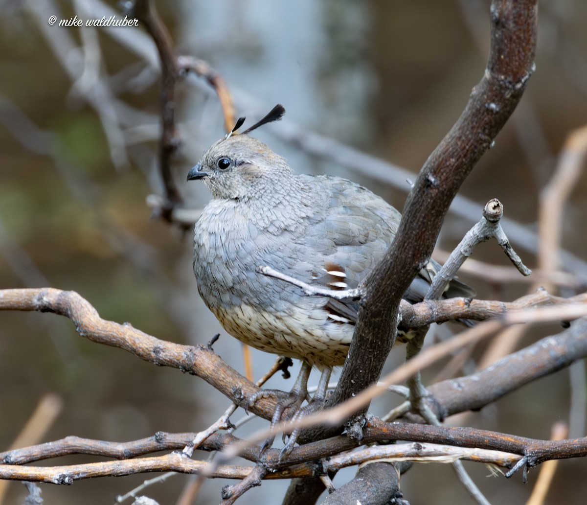 Gambel's Quail - Mike Waldhuber