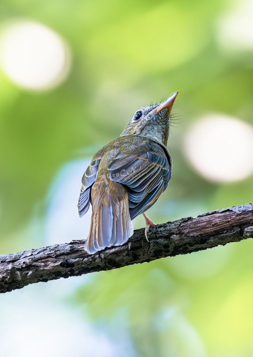 Brown-chested Jungle Flycatcher - 浙江 重要鸟讯汇整