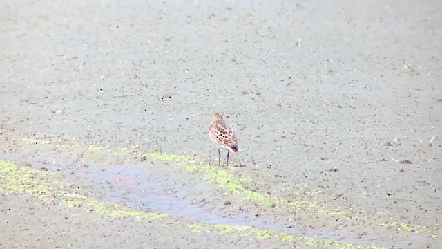 Pectoral Sandpiper - ML622900095