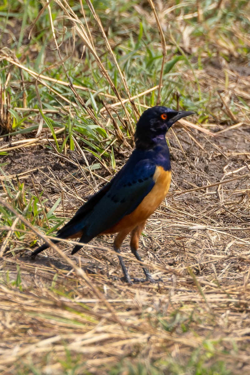 Hildebrandt's Starling - ML622900098