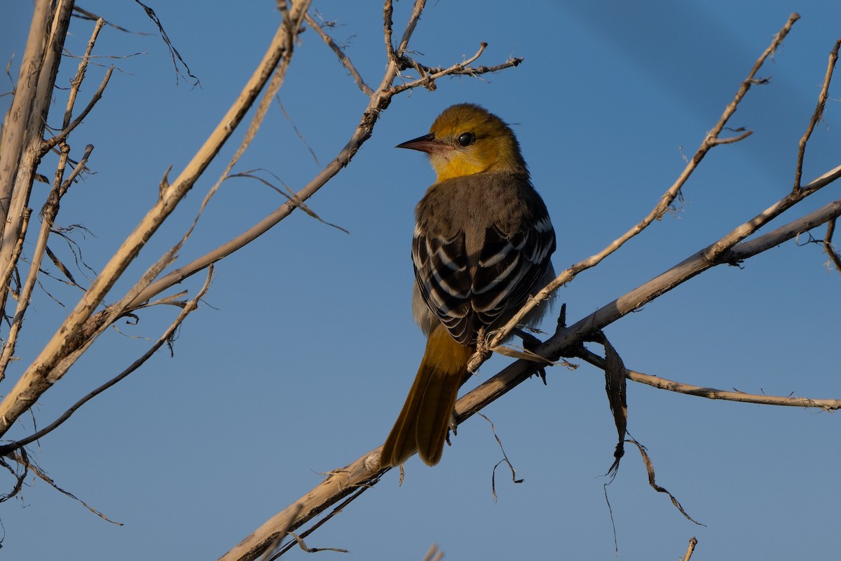 Bullock's Oriole - ML622900111