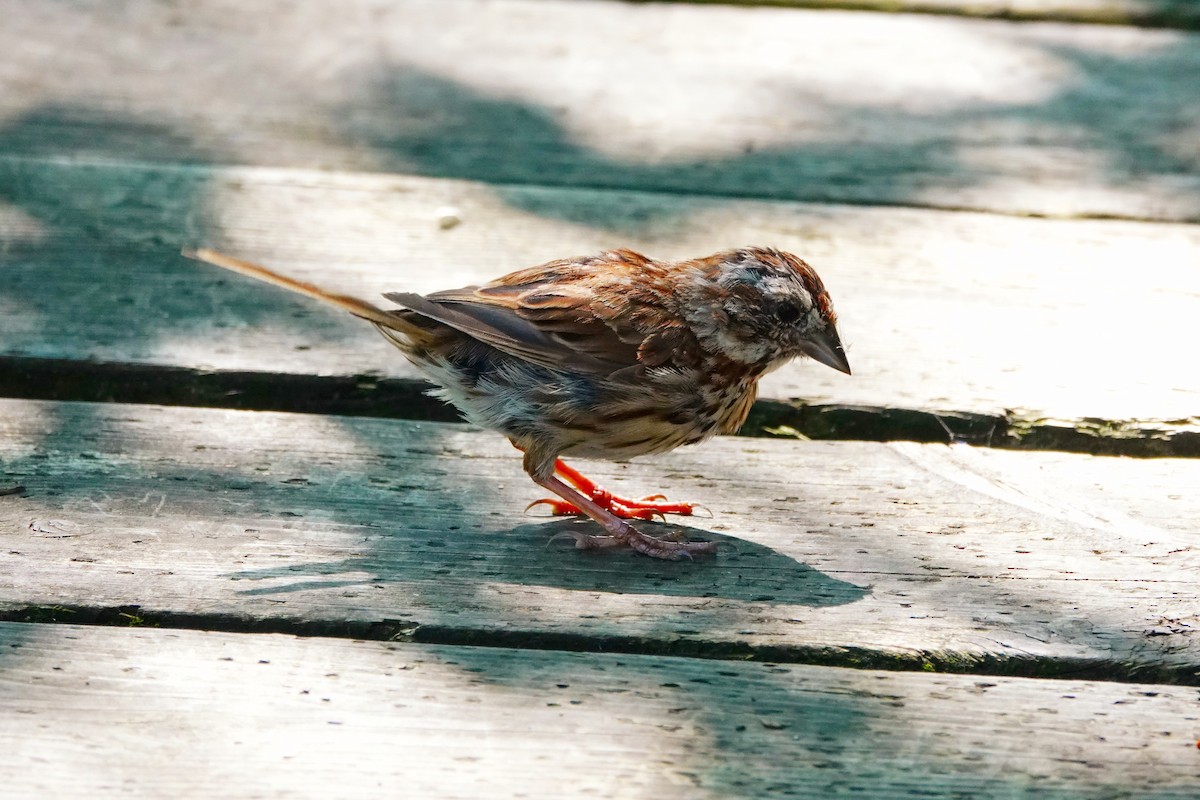 Song Sparrow - Angela Vera