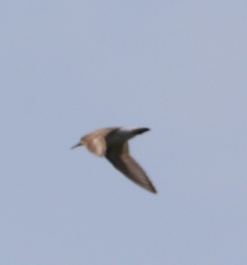 White-rumped Sandpiper - MA 2