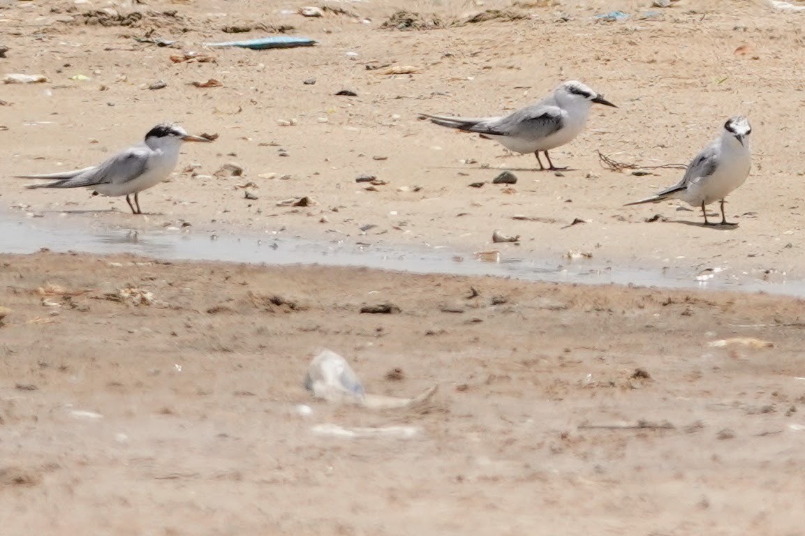 Least Tern - Brecht Caers