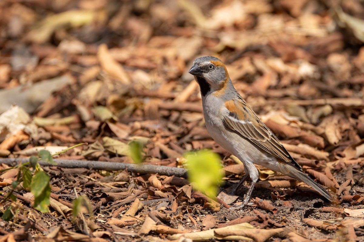 Kenya Rufous Sparrow - ML622900290