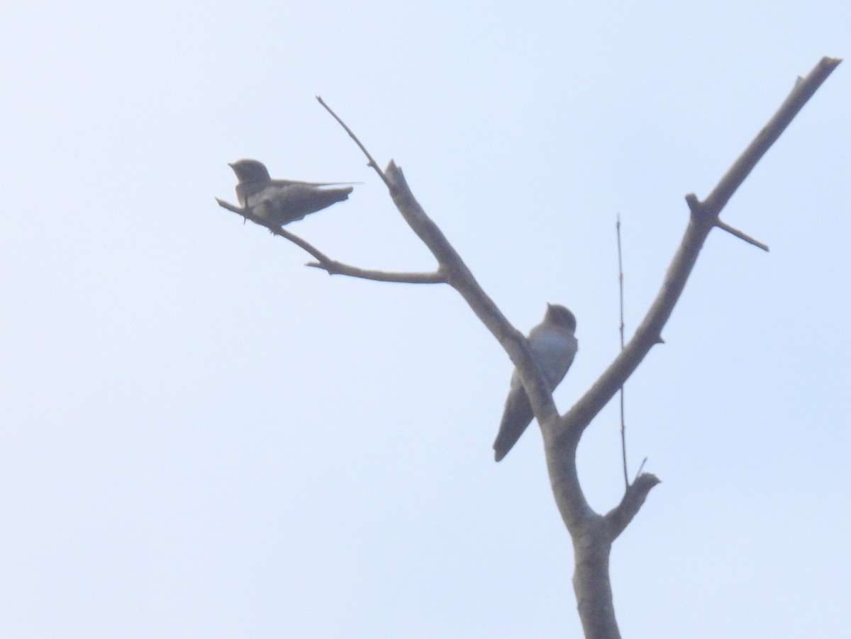 Pacific Swallow (Pacific) - ML622900293