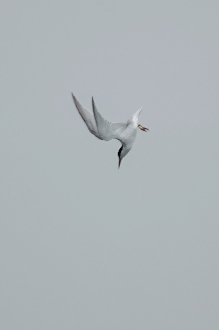 Least Tern - ML622900303