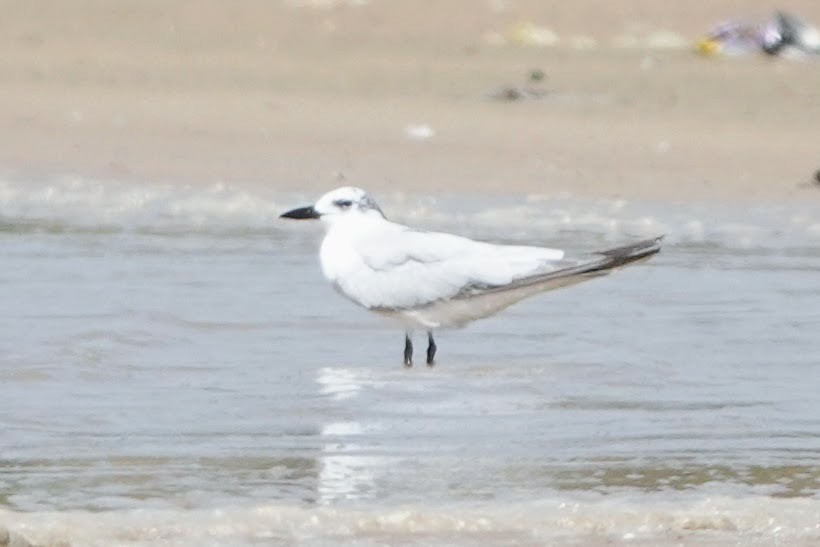 Gull-billed Tern - ML622900307