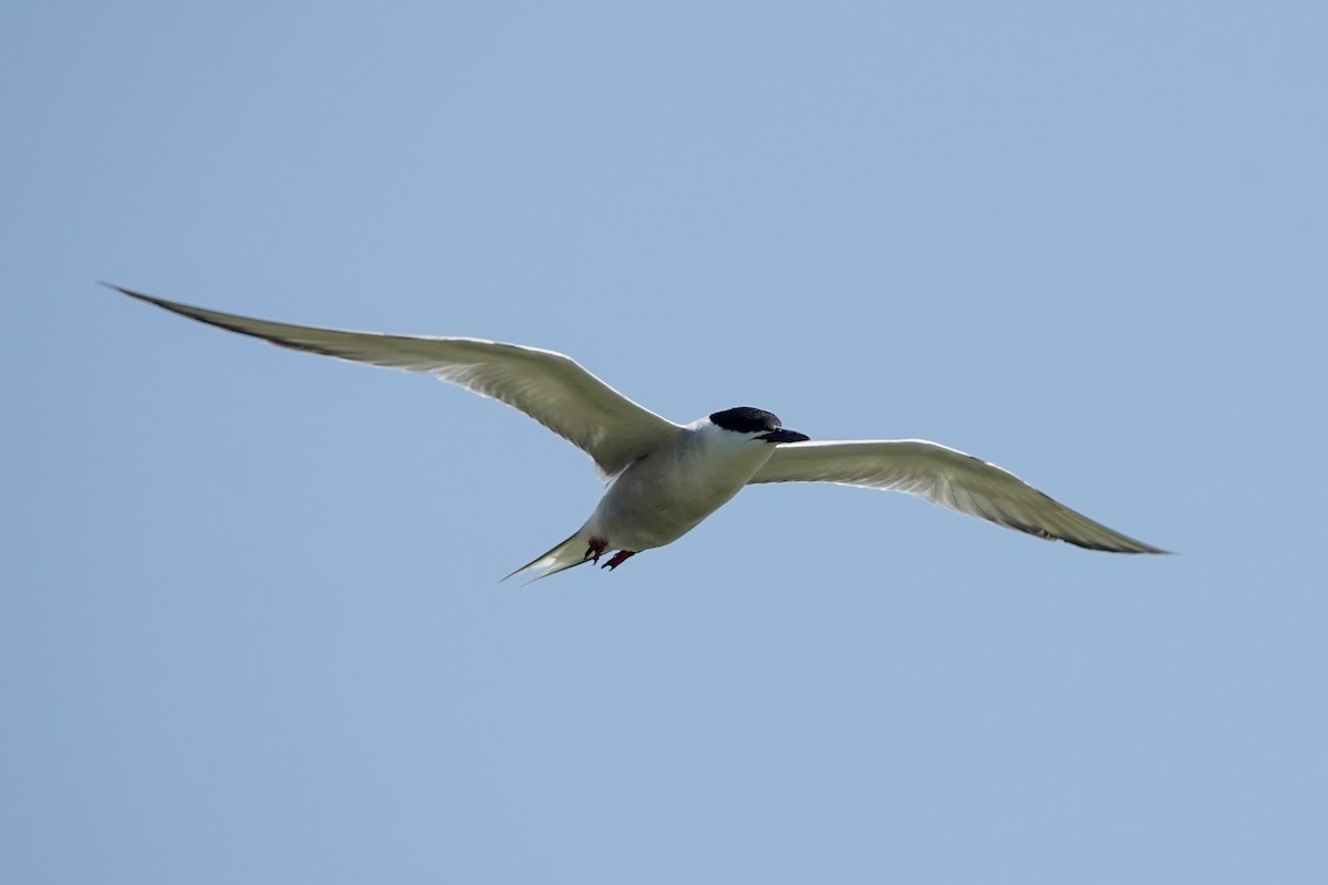 Common Tern - ML622900323