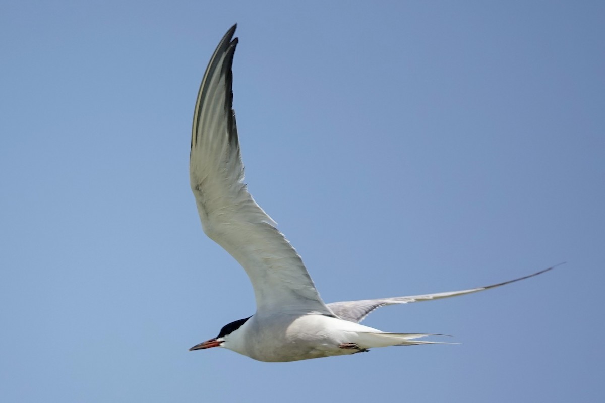 Common Tern - ML622900324