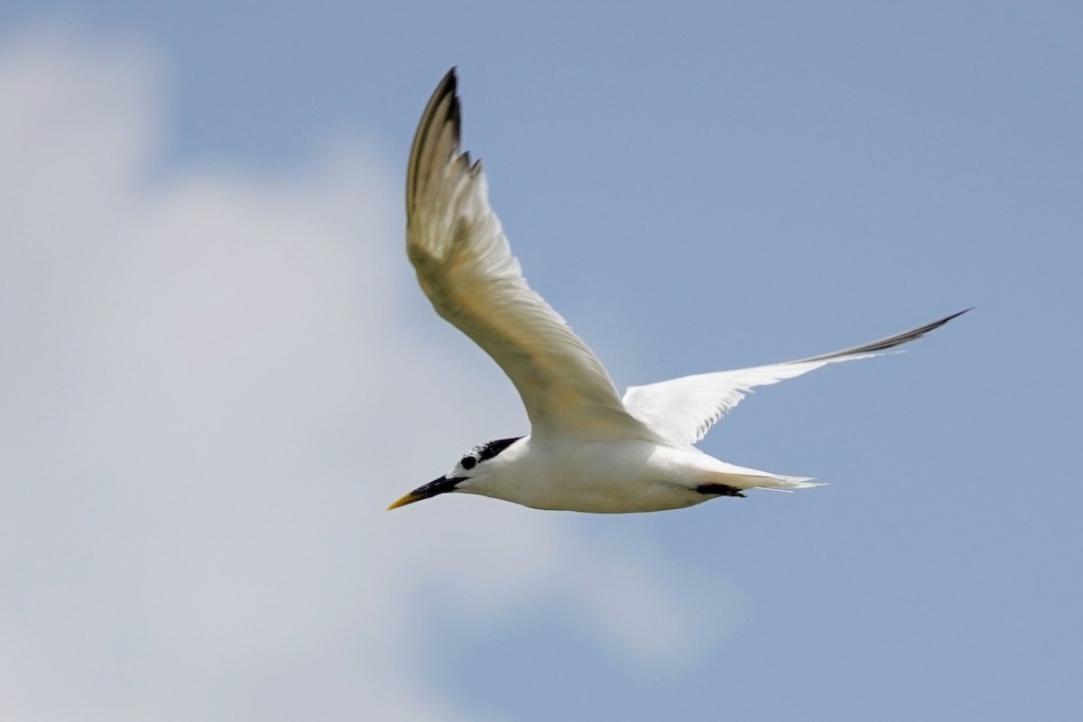 Sandwich Tern - ML622900332