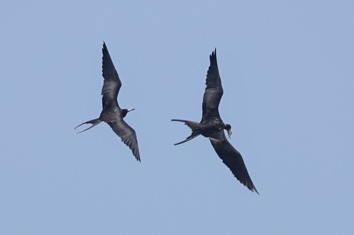 Magnificent Frigatebird - ML622900338