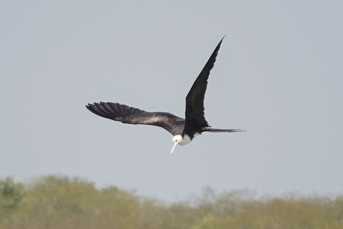 Magnificent Frigatebird - ML622900339