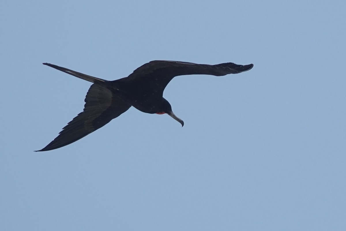 Magnificent Frigatebird - ML622900340