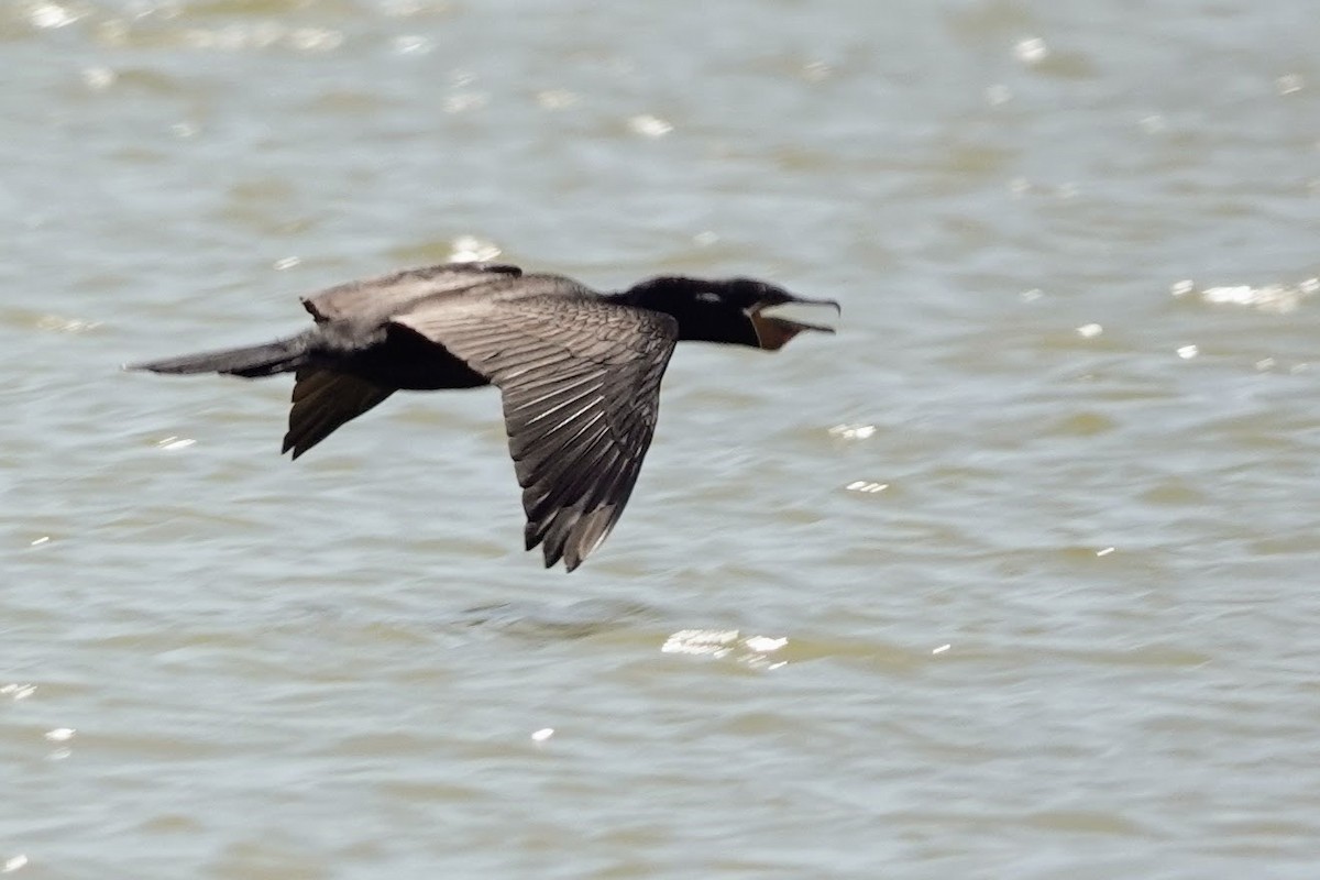 Cormorán Biguá - ML622900344