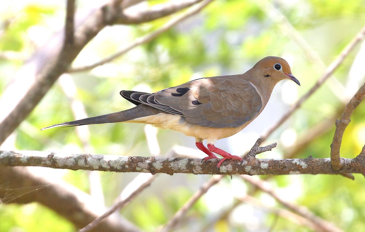 Mourning Dove - ML622900345