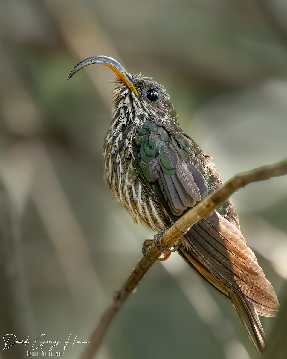 White-tipped Sicklebill - David Gómez henao