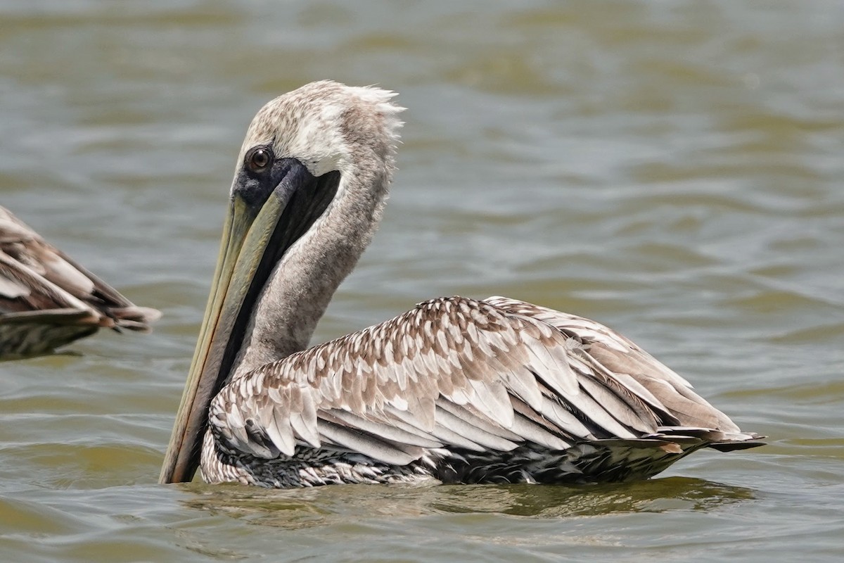 Brown Pelican - ML622900365