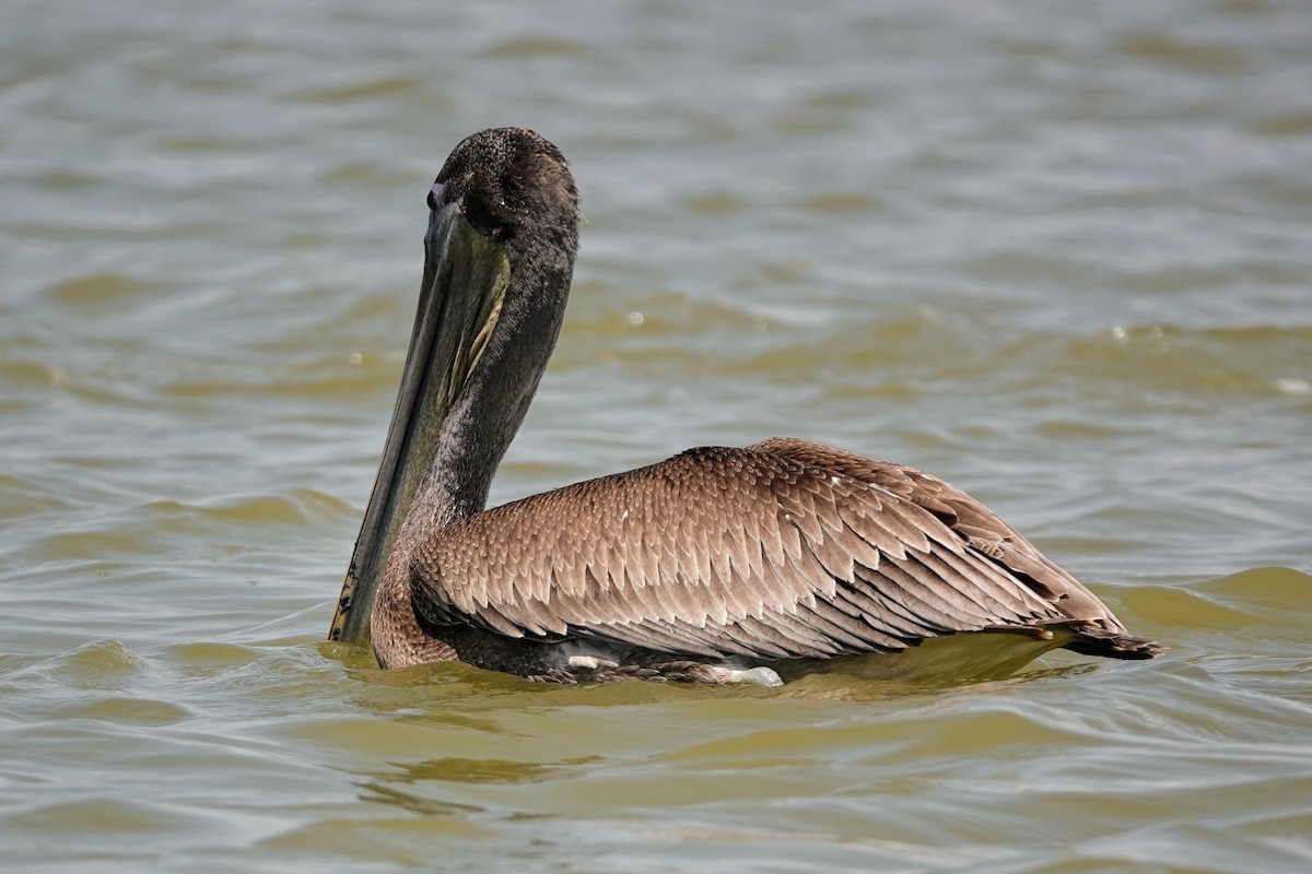 Brown Pelican - ML622900366