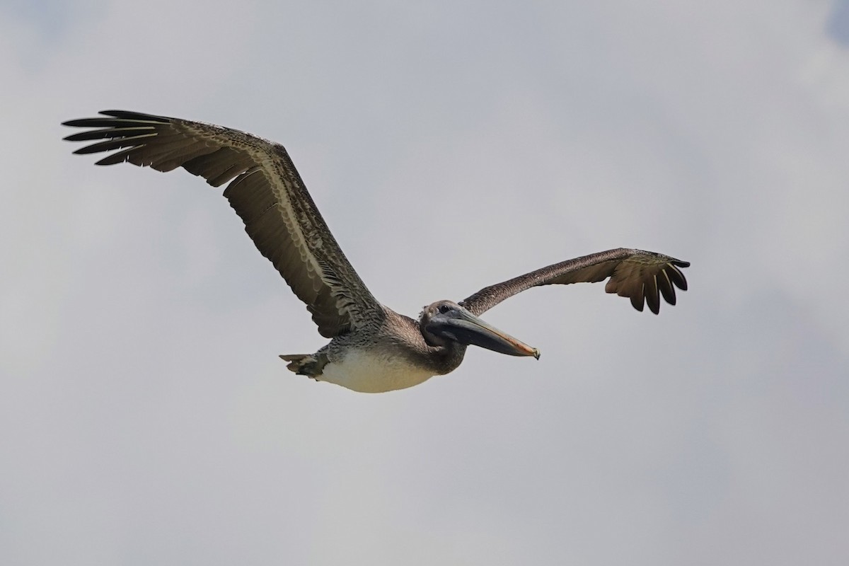 Brown Pelican - ML622900367